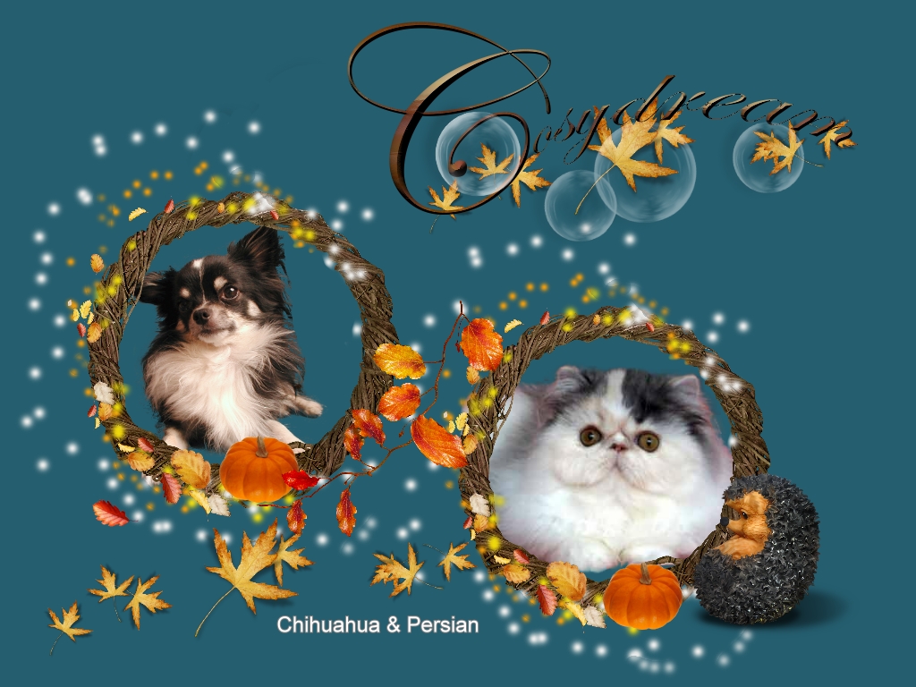 welcome to Cosydream Persians and Chihuahuas