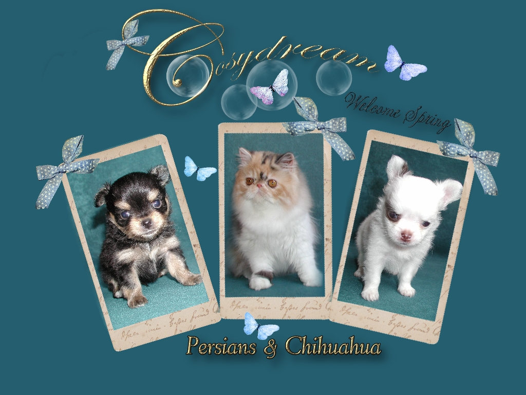 welcome to Cosydream Persians and Chihuahuas